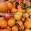 Cheaper Price of Fresh Navel Orange