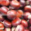 Best quality and price raw chestnuts from china