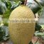 Classical-Top Quality Hybrid F1 Hami Melon Seeds For Growing