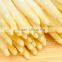 Canned Vegetable White Asparagus With Best Price for French Food