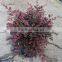 Loropetalum Seedling