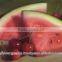 water melon oil