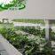 Growth in agricultural products for muskmelon planting groove