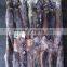 Frozen Seafood Illex Squid 200-300g