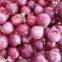 Fresh onion