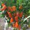Fruit pepper seeds red yellow orange mini pepper vegetable seeds
