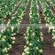 Good Quality Dragon Fruit Fresh With Best Pice Made In VIet Nam