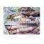 New arrived frozen todarodes squid