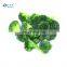 High Quality IQF Frozen Broccoli Vegetable