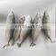 frozen indian mackerel fish Rastrelliger kanagurta