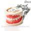 resin teeth jaw model