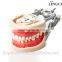 Hot Sell Standard Teeth Jaw Model/Dental Teeth Models