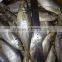 Mid size Sea Frozen Horse Mackerel
