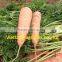 VIETNAM NEW SEASON CARROTS EXPORT