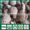 Wholesale Bulk Frozen China Shiitake Mushroom Spawn Log Bag Growing Kit