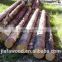 good quality pine logs