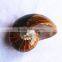 Huge Natural Conch Ammonite Fossil for Decoration