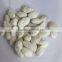 china roasted salted snow white pumpkin seeds with market price