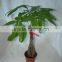 20cm pachira good luck money tree aquatica macrocarpa malabar chestnut hot sale in USA market