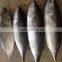 TOP Qualiyt 750g up Frozen Bonito Tuna for Market