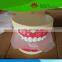 High quality Medical teaching Teeth care model
