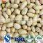 new crop high quality blanched peanuts
