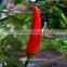 Korean Chili Pepper Hybrid Asian Vegetable Seeds with Good Quality & High Yield