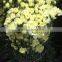 Best price Fresh cut flowers yellow carnation fresh carnation