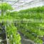 Professional Greenhouse Used Commercial Hydroponic Systems