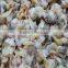Frozen Boiled Clean Yellow Clam Skewer