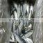 Sea Frozen Horse Mackerel