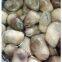 SALTED STRAW MUSHROOM Vietnam 2016 (Jolie whatsapp viber 84 98 358 7558)