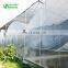 Multispan Tunnel Greenhouse Agricultural Greenhouse with Greenhouse Plastic Sheet