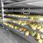 Full SS Precise Dry Chamber for Fruit/vegetable/wooden