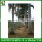 Roystonea regia palms (1)