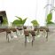 Desktop Bulb Vase Water Planting Glass Vase with wood rack