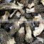 yang du jun Bulk Dried Mushroom Black Morel