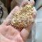 Barley crushing machine Barley roller crusher rice grinding machine wet way