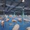 Steel Structure Cow/Sheep/Horse Shed Prefab Steel Farm Building Horse Barn Cow House Design