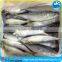 Pacific Seafood Frozen Mackerel 200-300g Fish