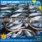 seafrozen skipjack tuna whole round for can factory
