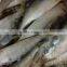 Frozen Sardines WR 8-10pcs/kg Fishing
