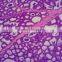 Medical Science Subject and Biological Tissue cells slide prepared slides in human histology
