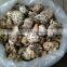 Shiitake Mushroom