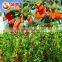 Ready to eat best goji fruit