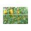 Hybrid F1 watermelon seeds golden yellow