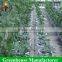 High Quality Wind Resistance Polycarbonate Sheet Greenhouses