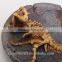 Artificial resin stegosaurus dinosaur fossils wall hangings for decoration