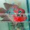 Flowerhorn fish farm and wholesale in Thailand