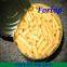 2014 New Crop & High Quality  Canned Baby Corn in Brine